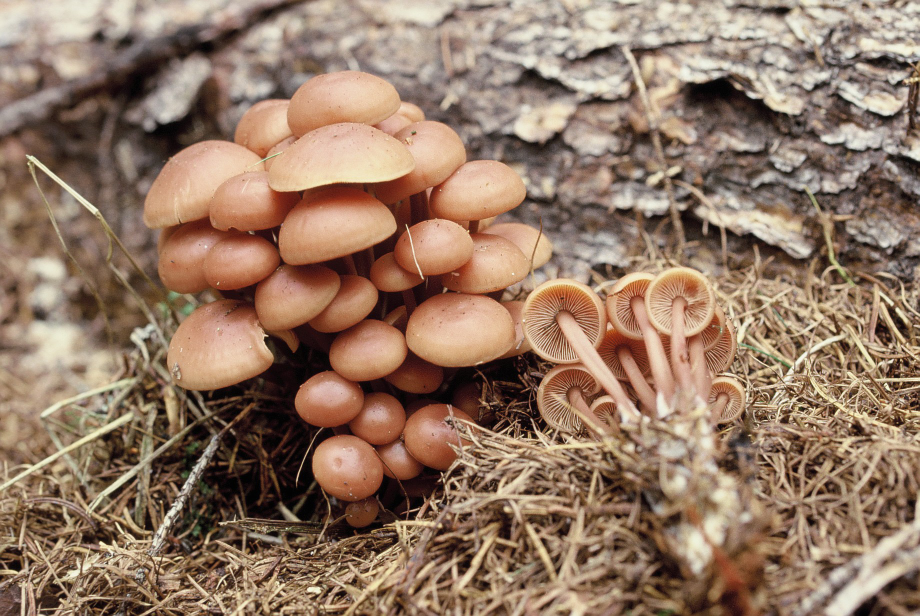 Psathyrella piluliformis1