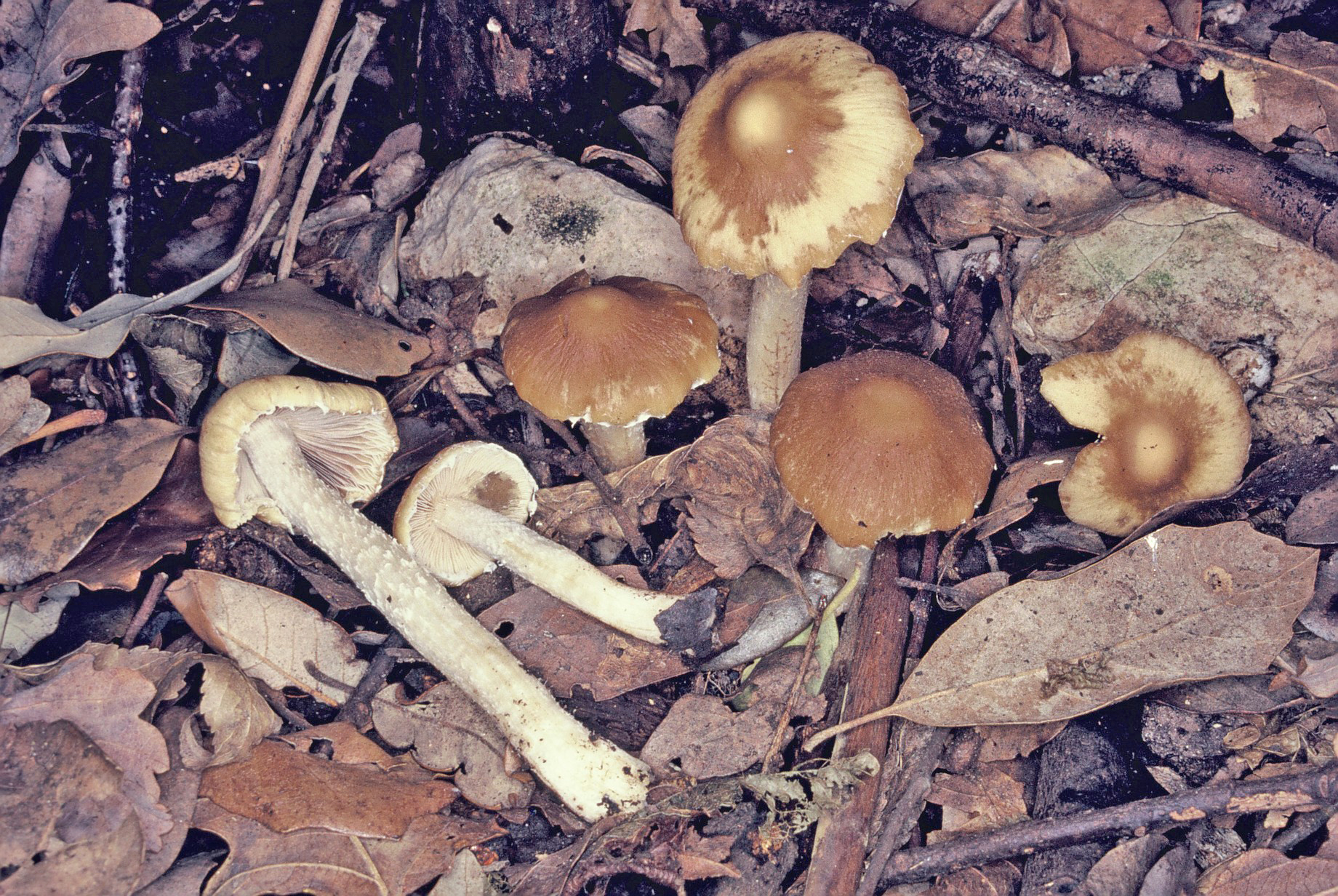 Psathyrella pseudocasca