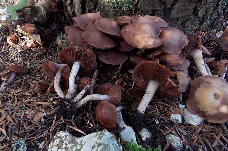 Psathyrella spadicea