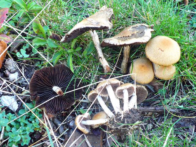 Psatyrella_lacrimabunda
