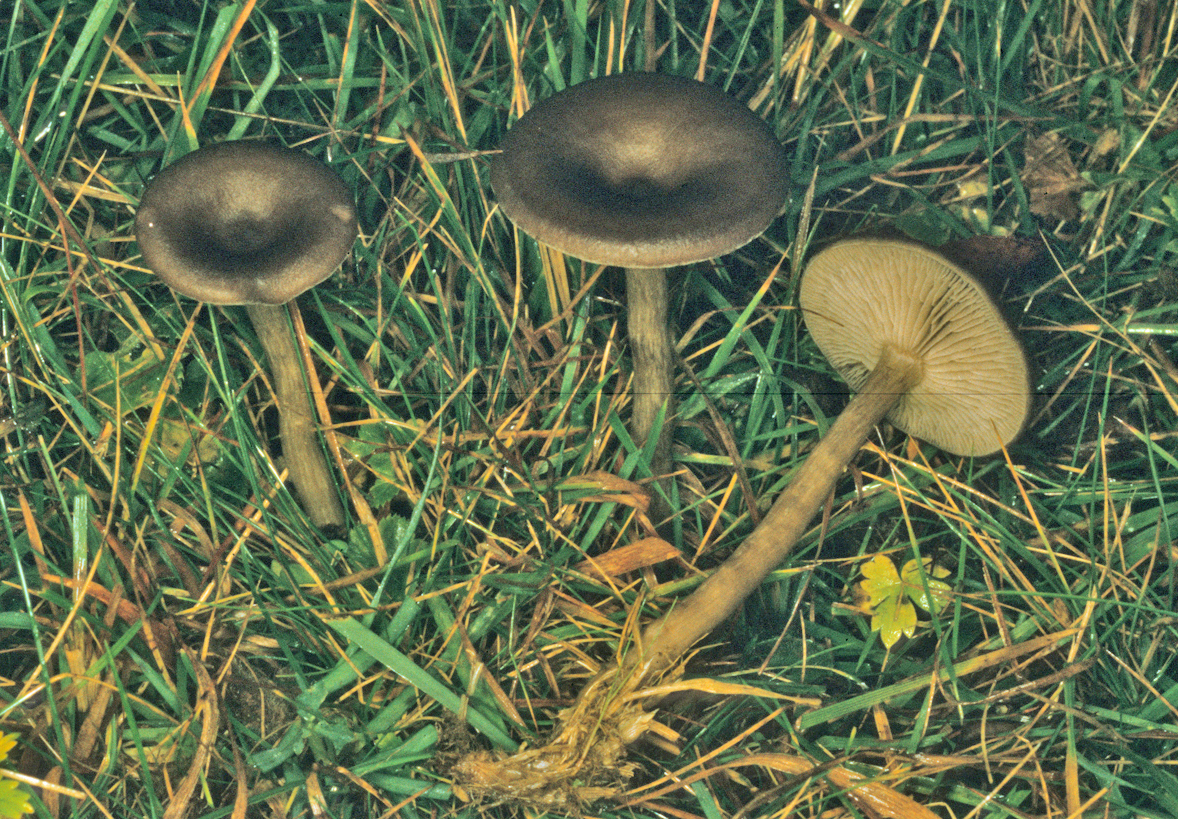 Pseudoclitocybe cyathiformis