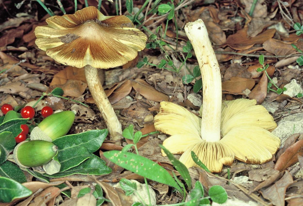 Pseudosperma rimosum var cerina