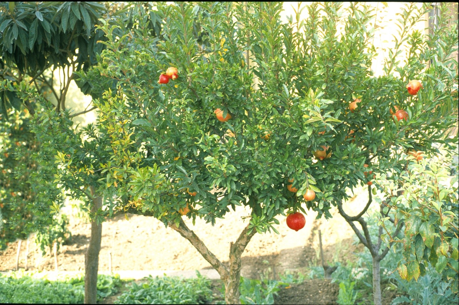 Punica granatum