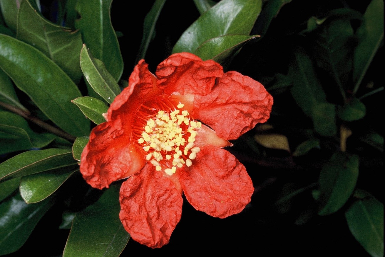 Punica granatum fiore
