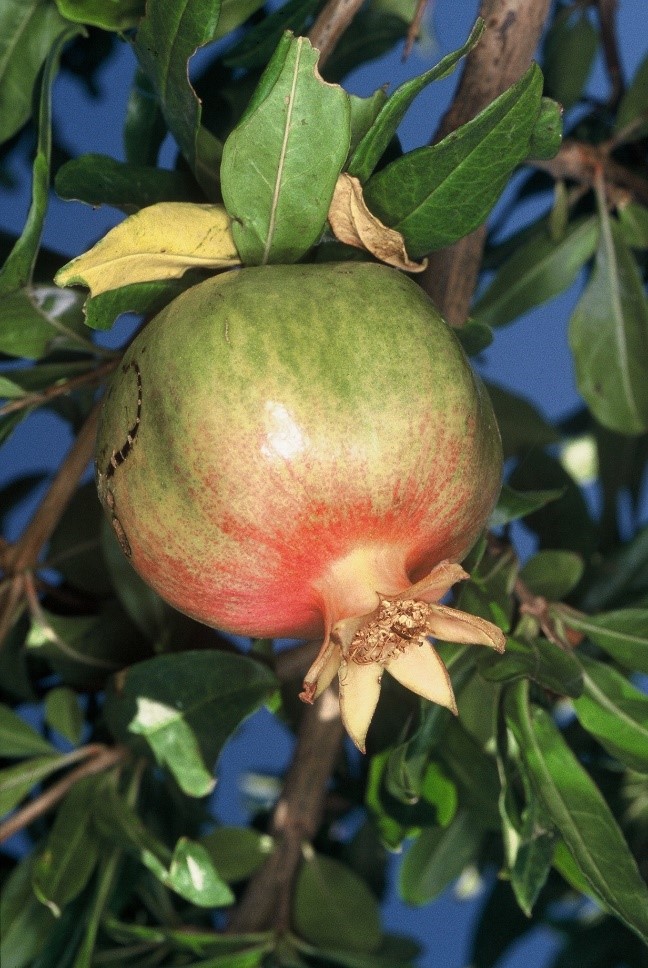 Punica granatum ramo con frutto