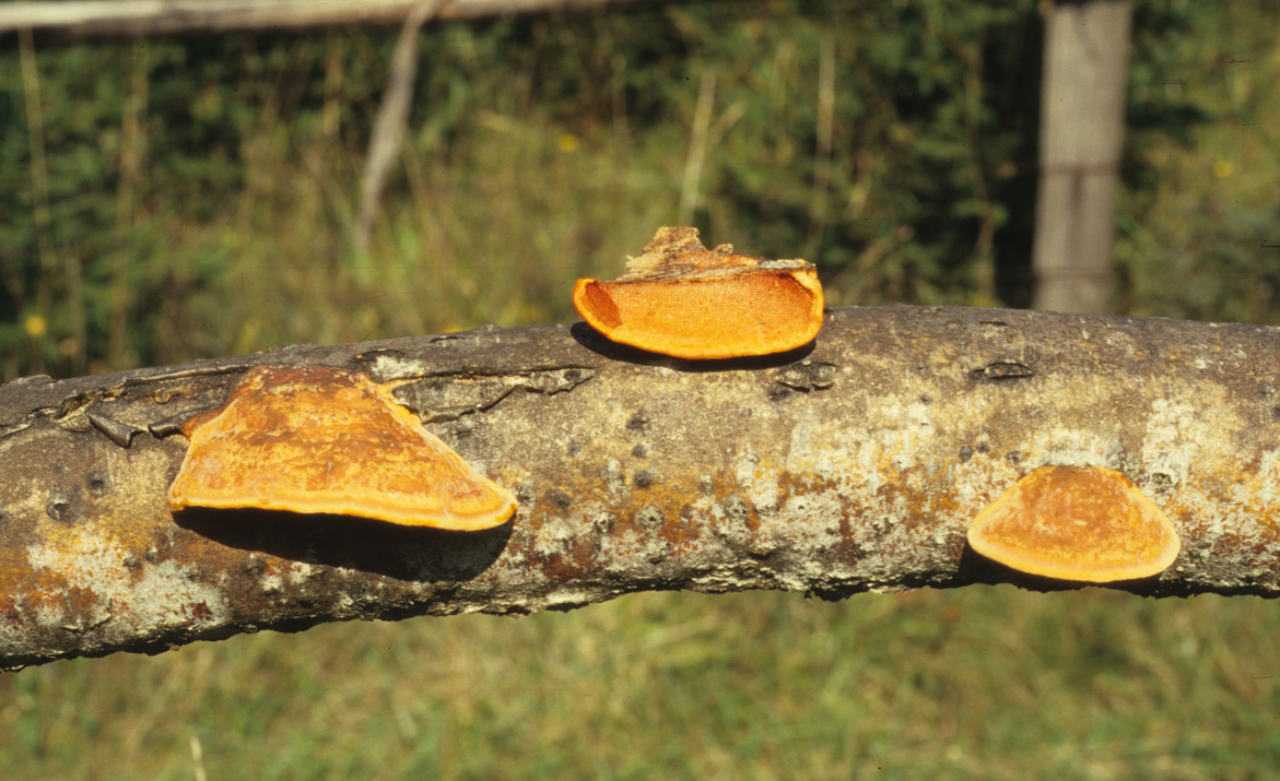 Pycnoporus cinnabarinus