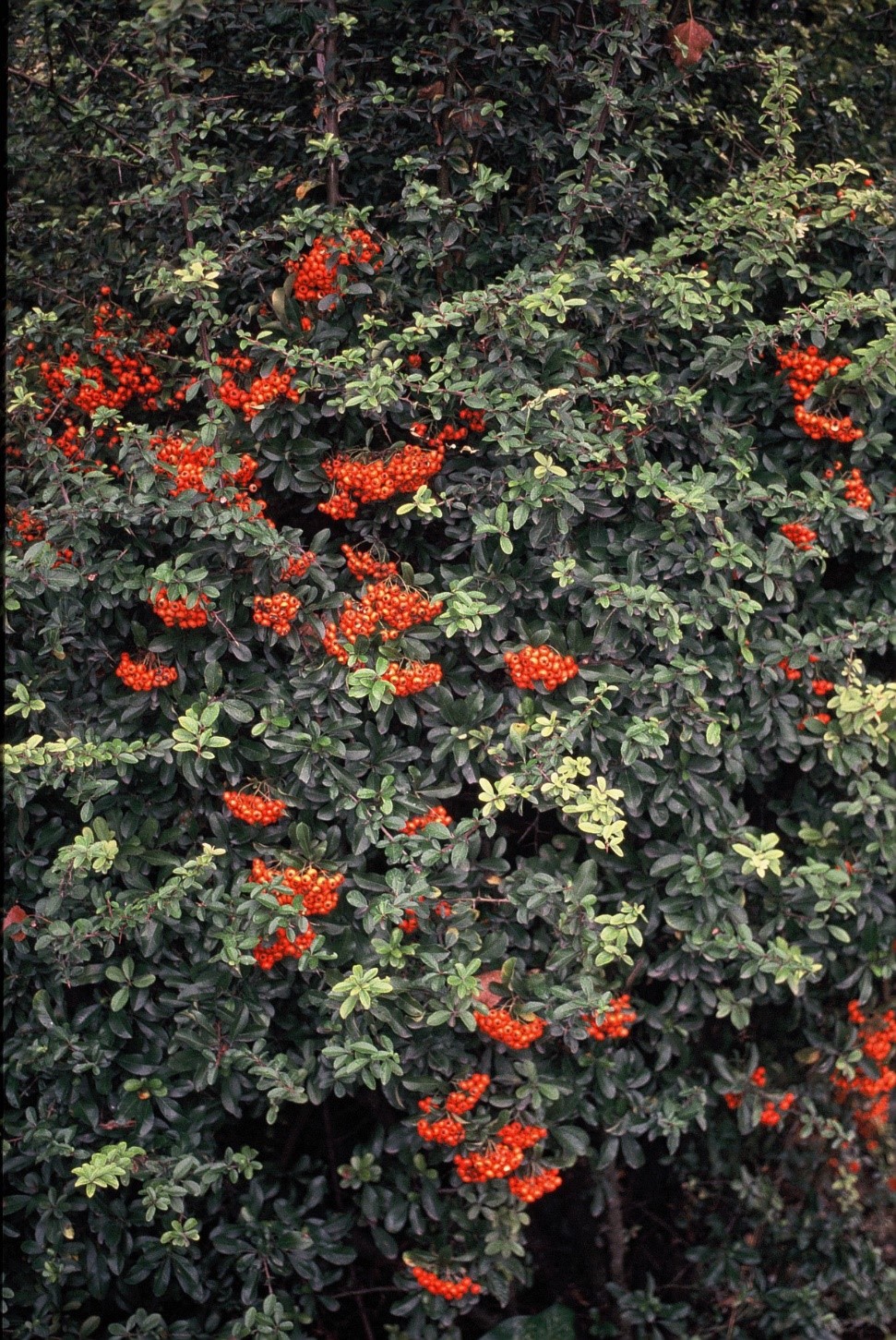 Pyracantha coccinea