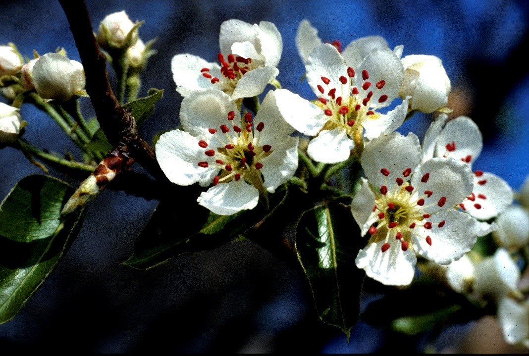 Pyracantha coccinea fiori
