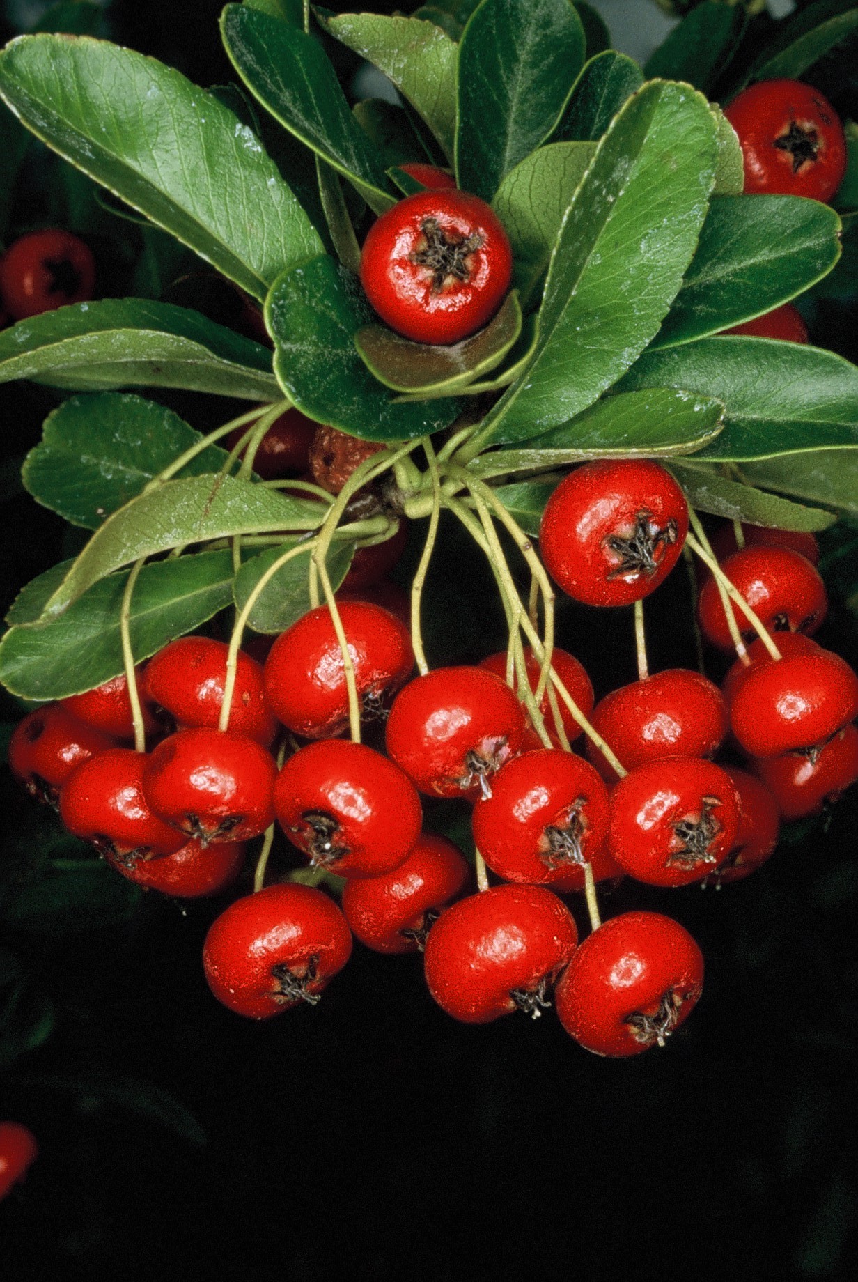 Pyracantha coccinea frutti