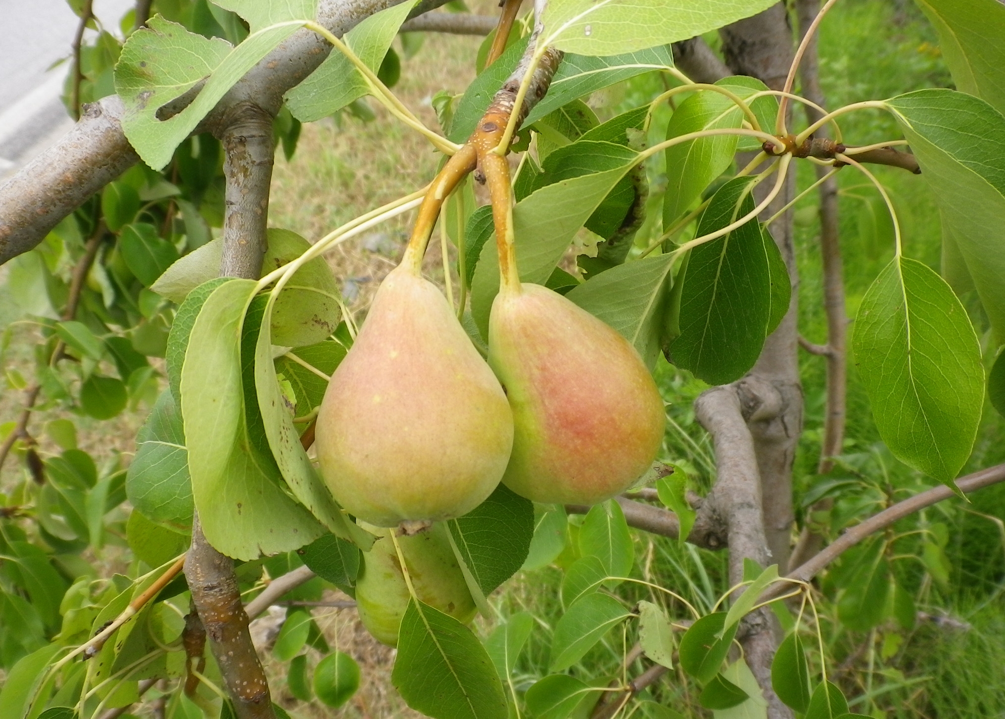 PyruscommunisPero