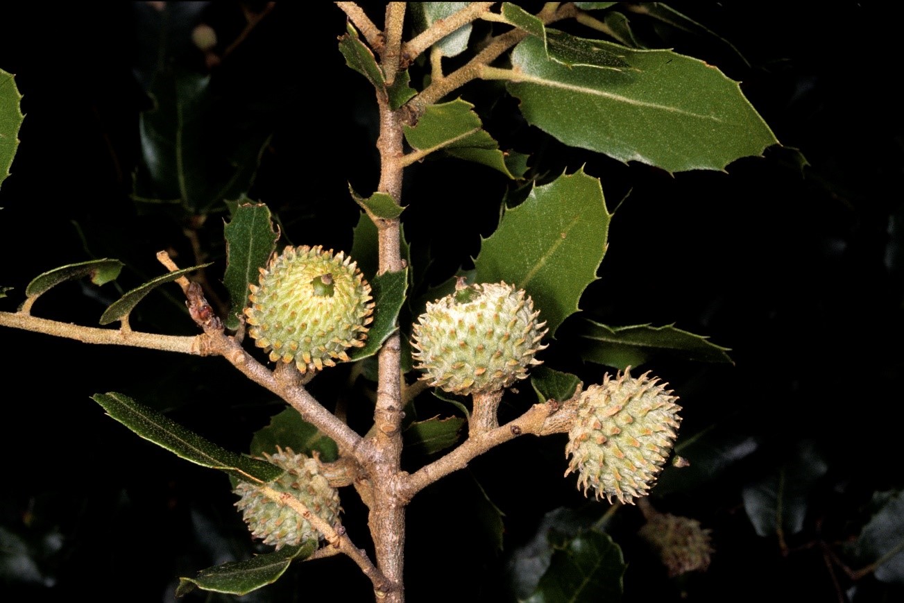 Quercus coccifera ghiande