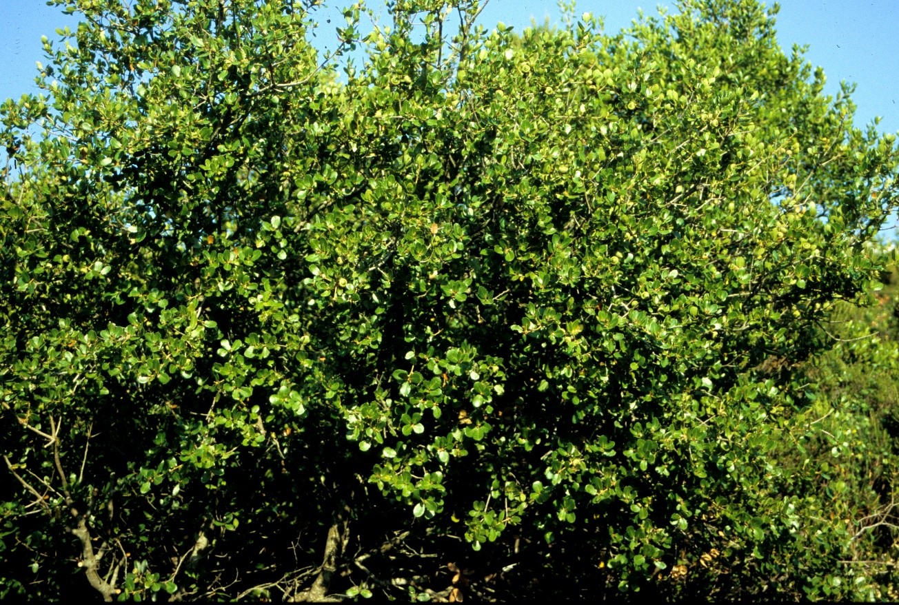 Quercus coccifera
