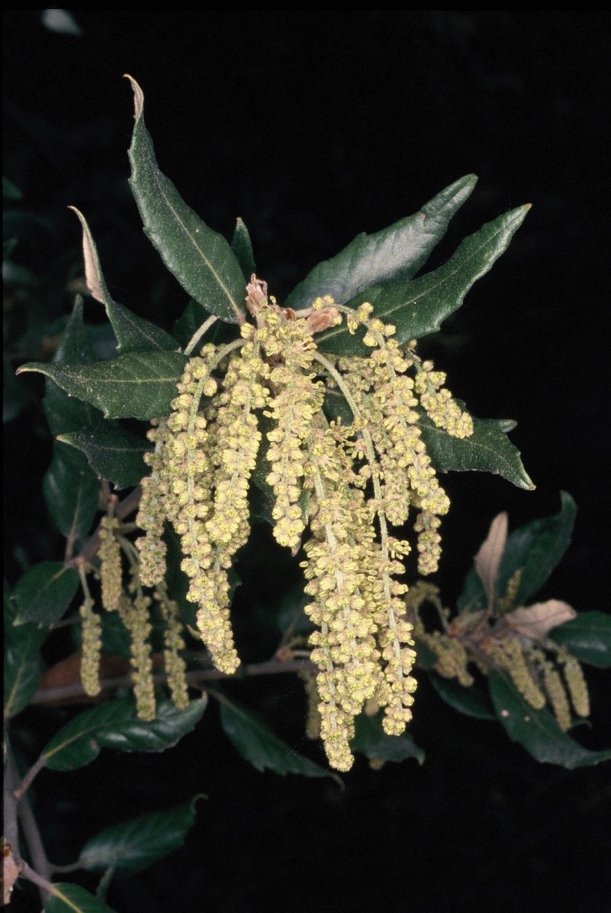 Quercus ilex fiori maschili