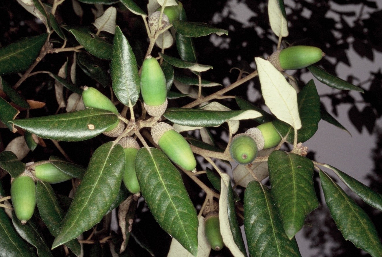 Quercus ilex ghiande