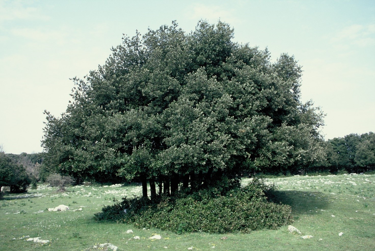 Quercus ilex