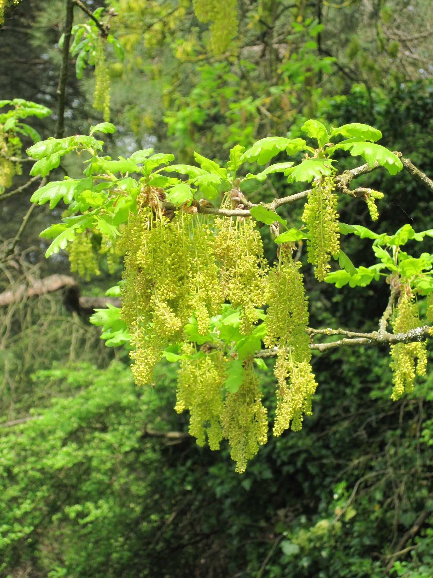 Quercus petraea fiori maschili