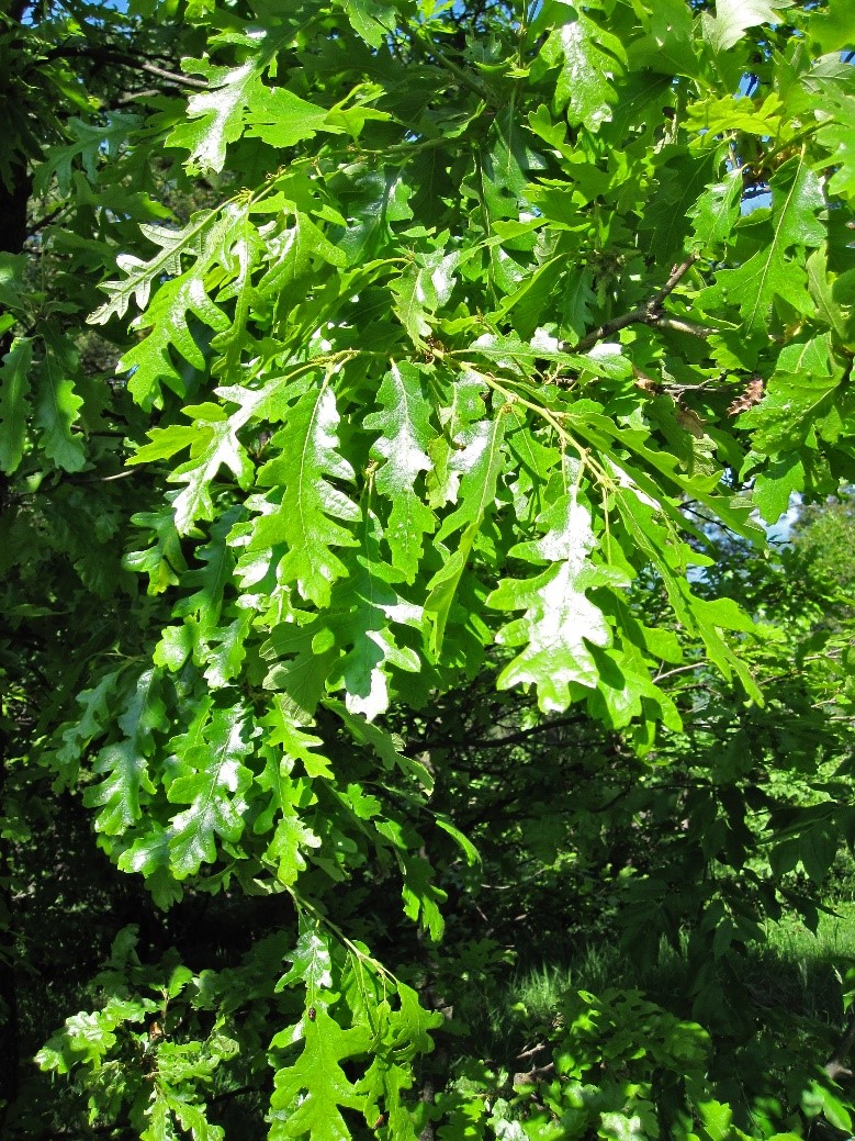 Quercus petraea foglie