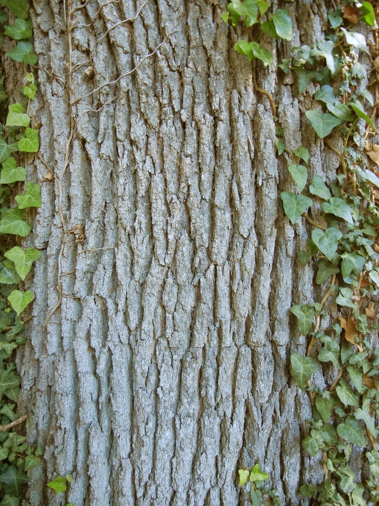 Quercus petraea tronco