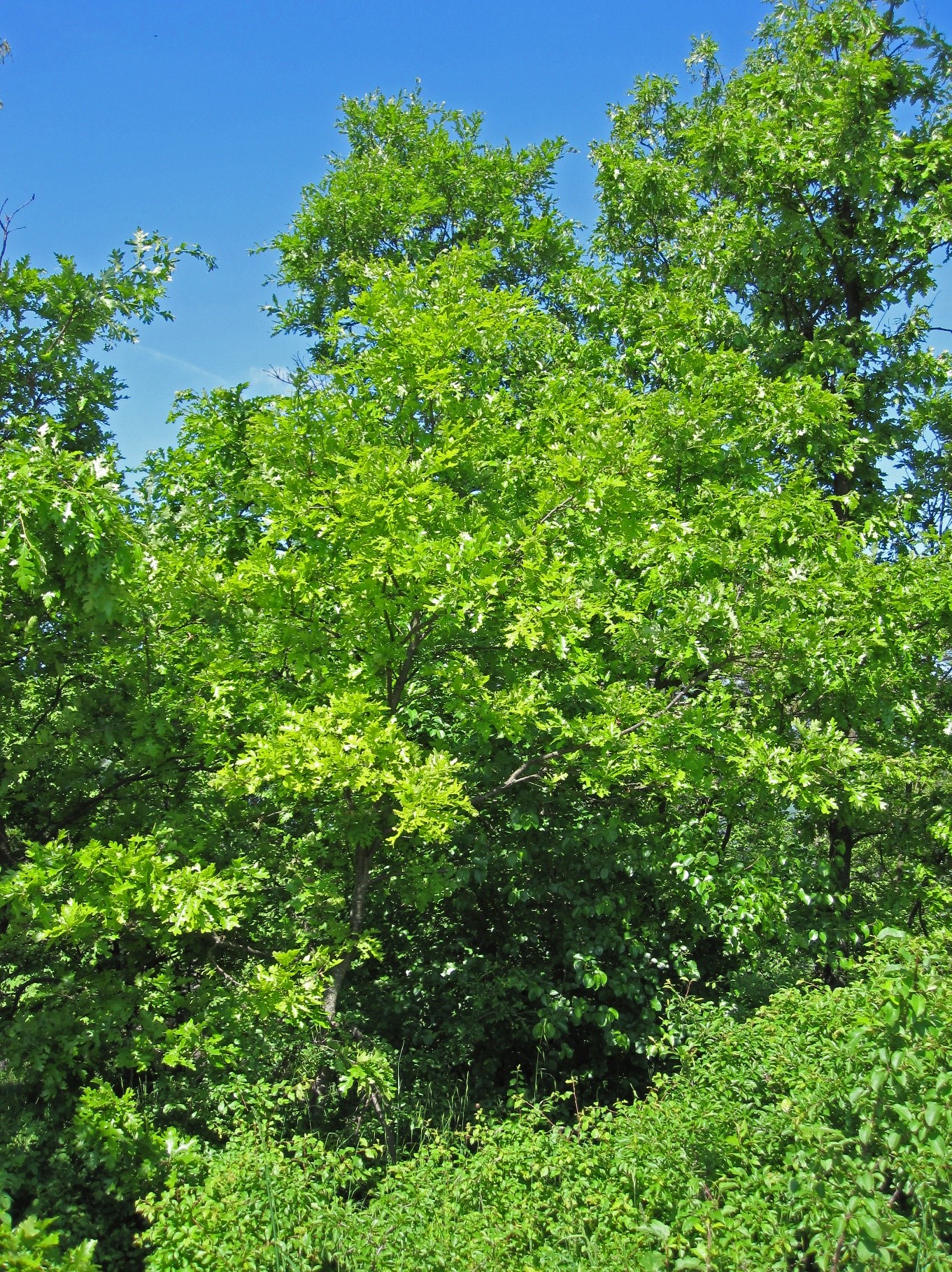 Quercus petraea