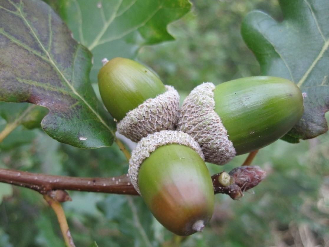Quercus pubescens ghiande