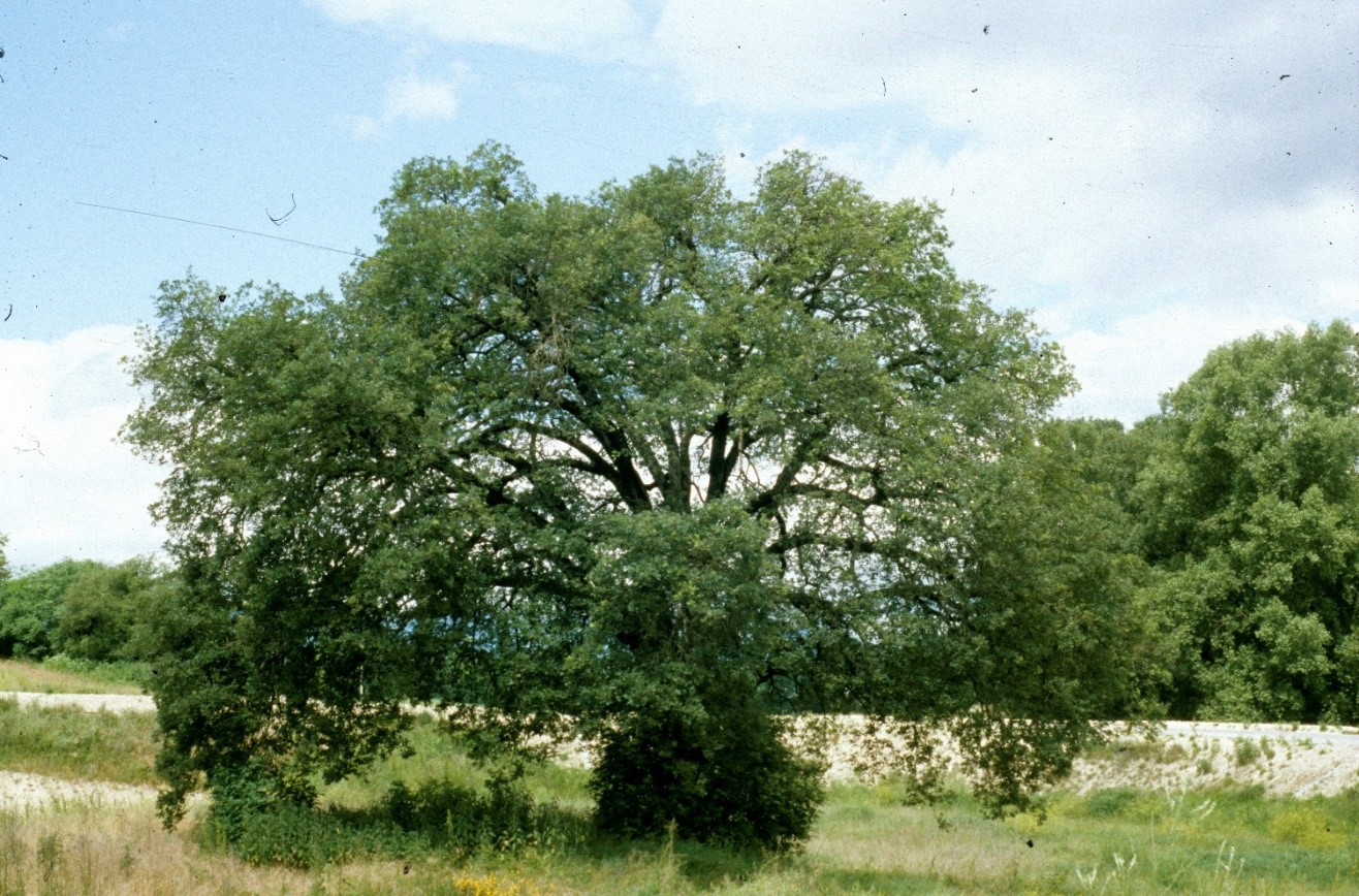Quercus pubescens