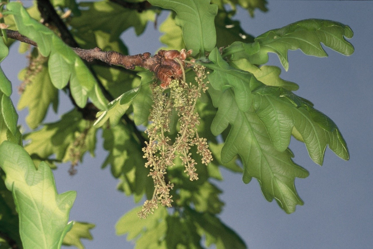 Quercus robur fiori
