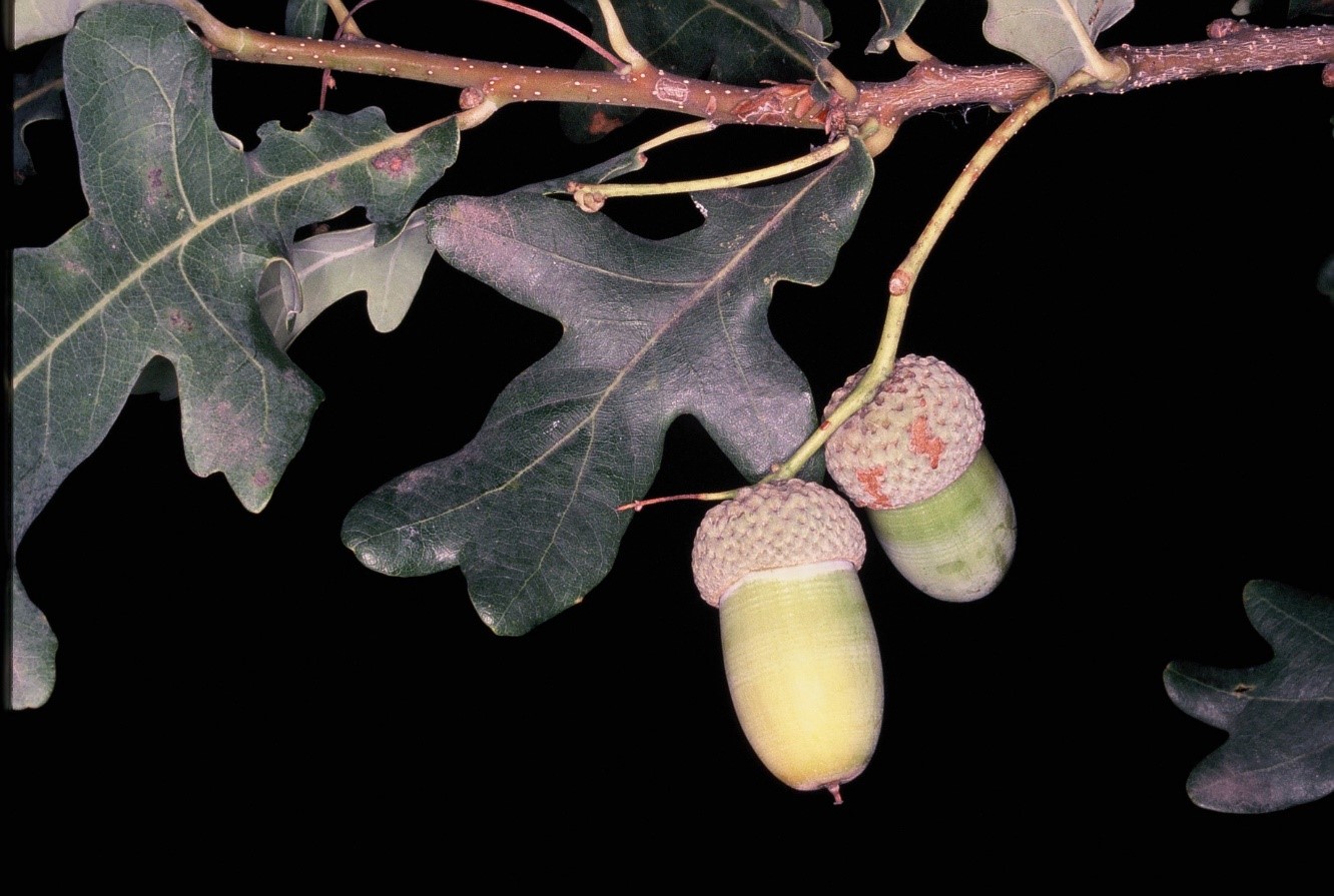 Quercus robur ghiande