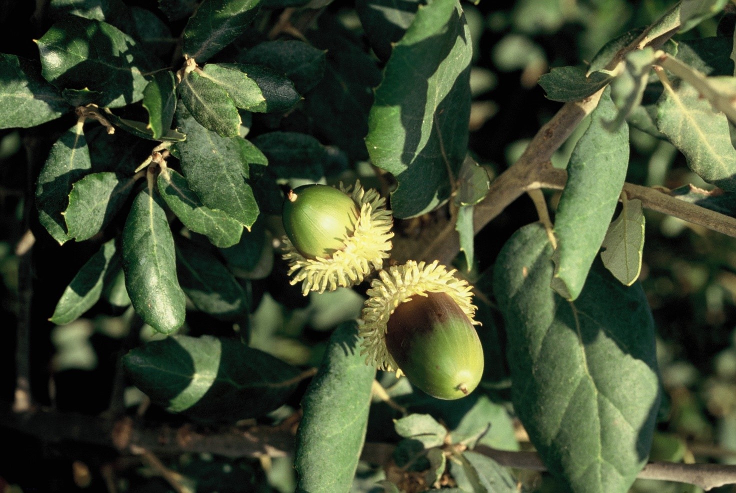 Quercus suber ghiande