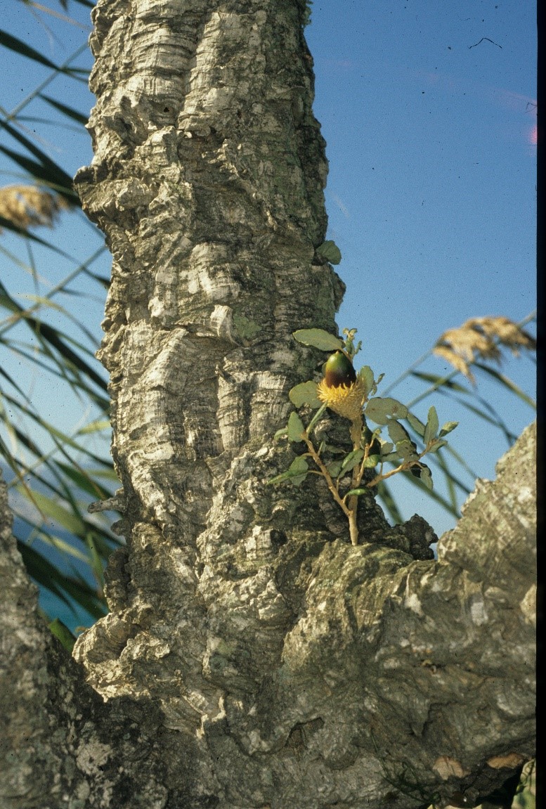 Quercus suber tronco