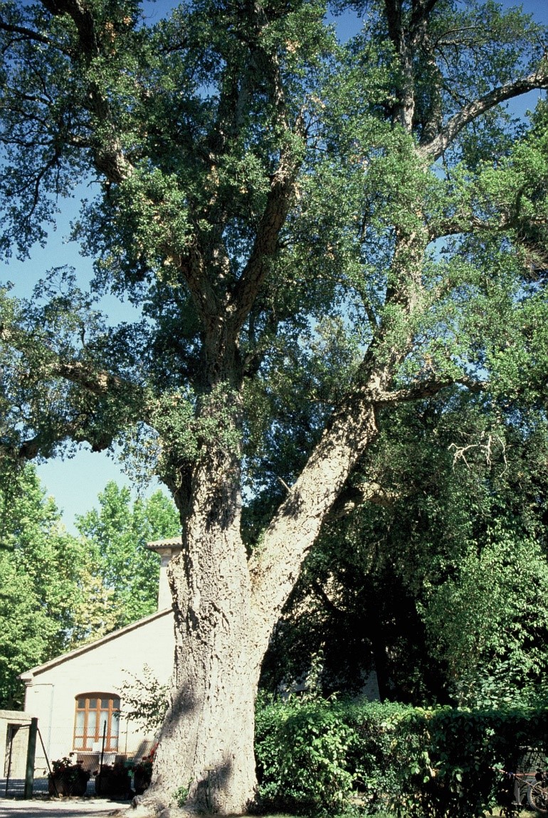 Quercus suber