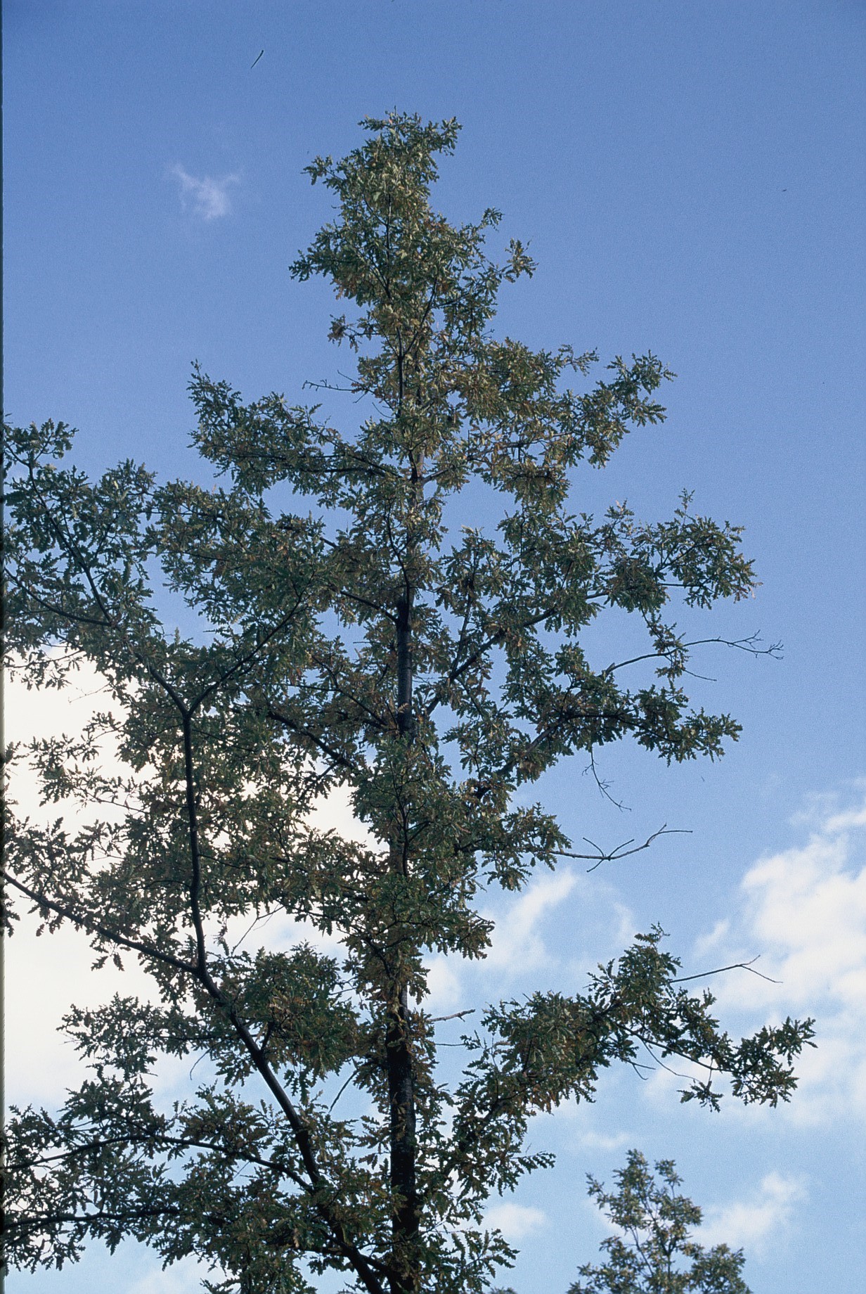 Quercuscerris