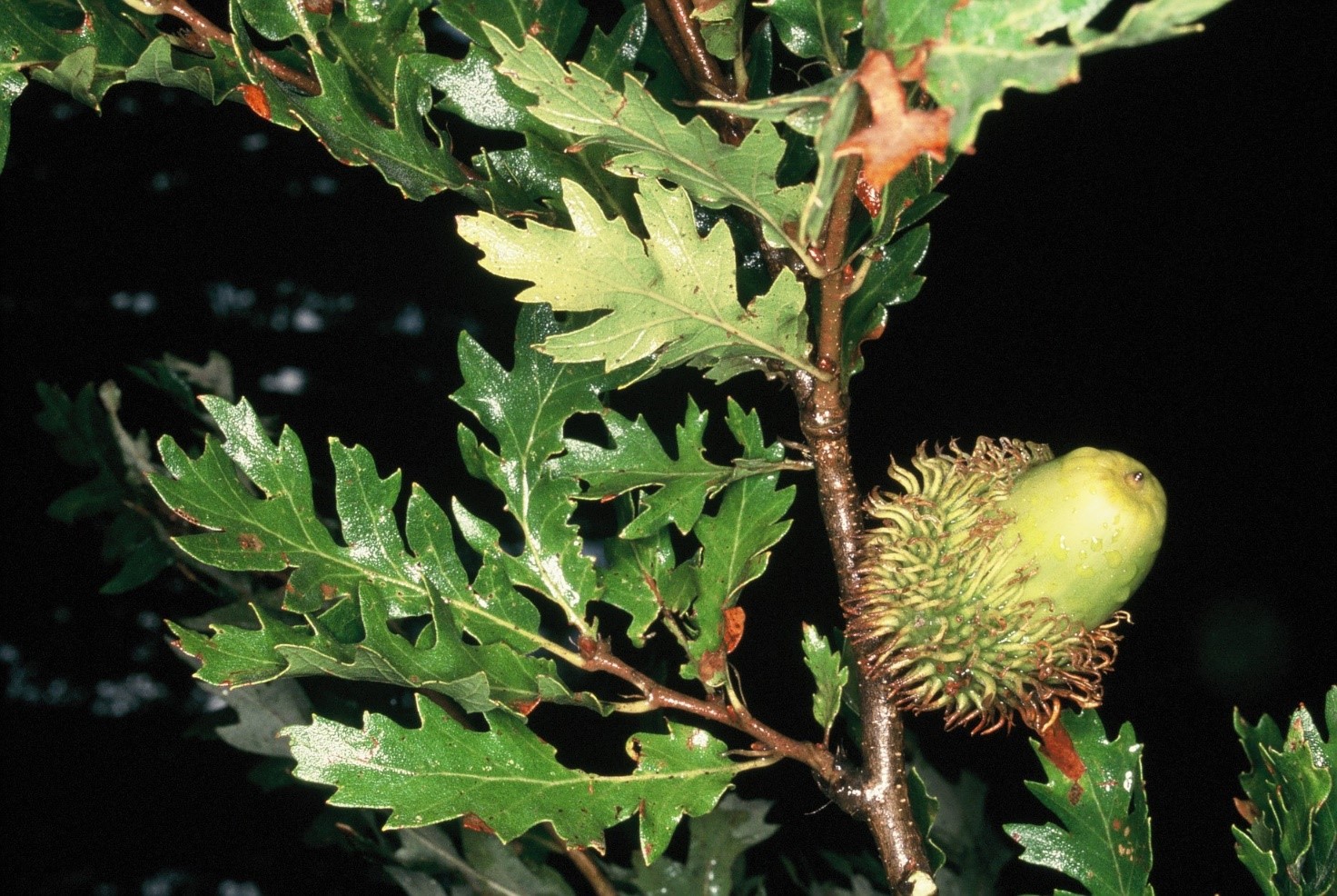 Quercuscerrisghianda