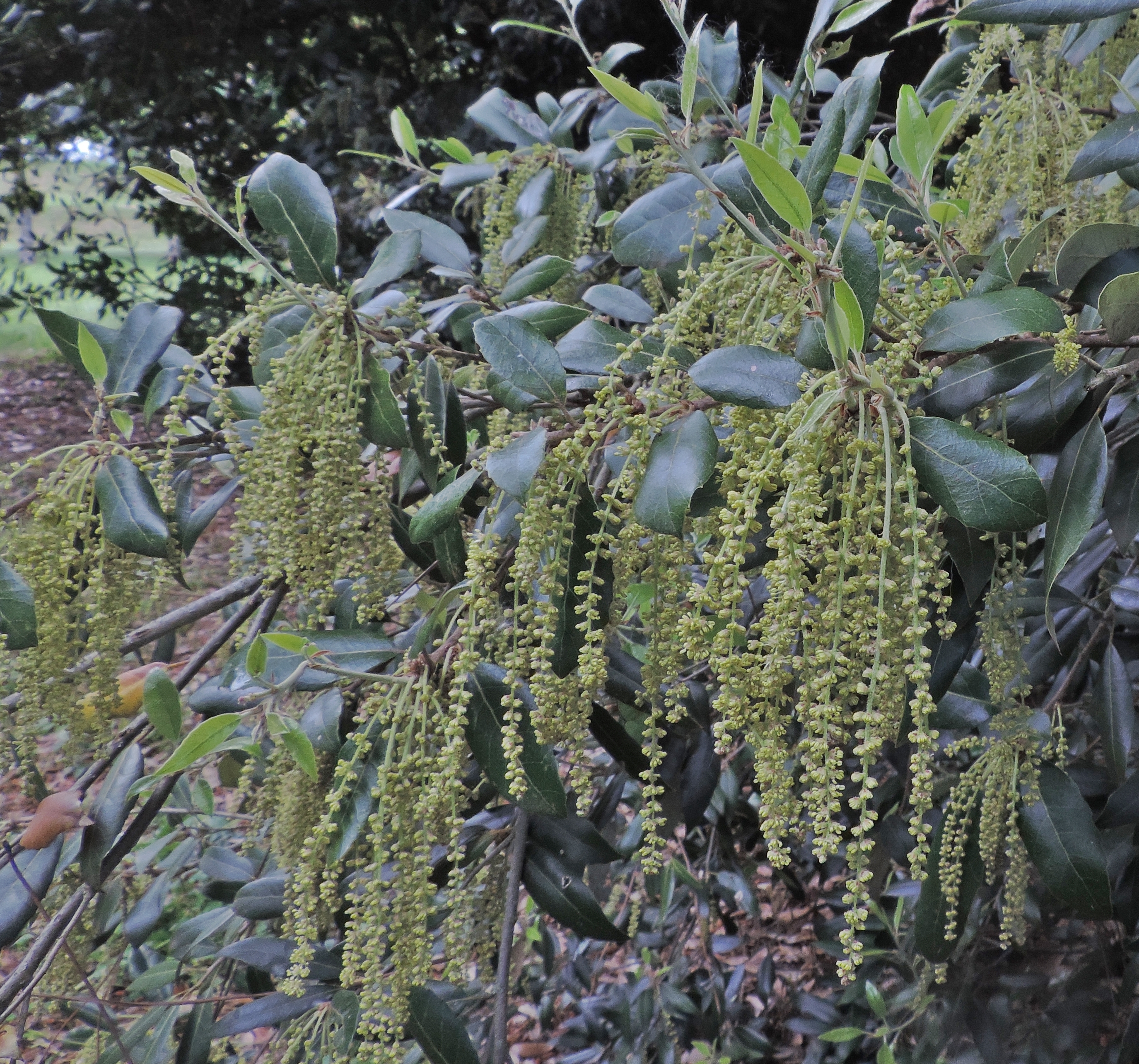 QuercusilexfotodaSOSTITUIRE