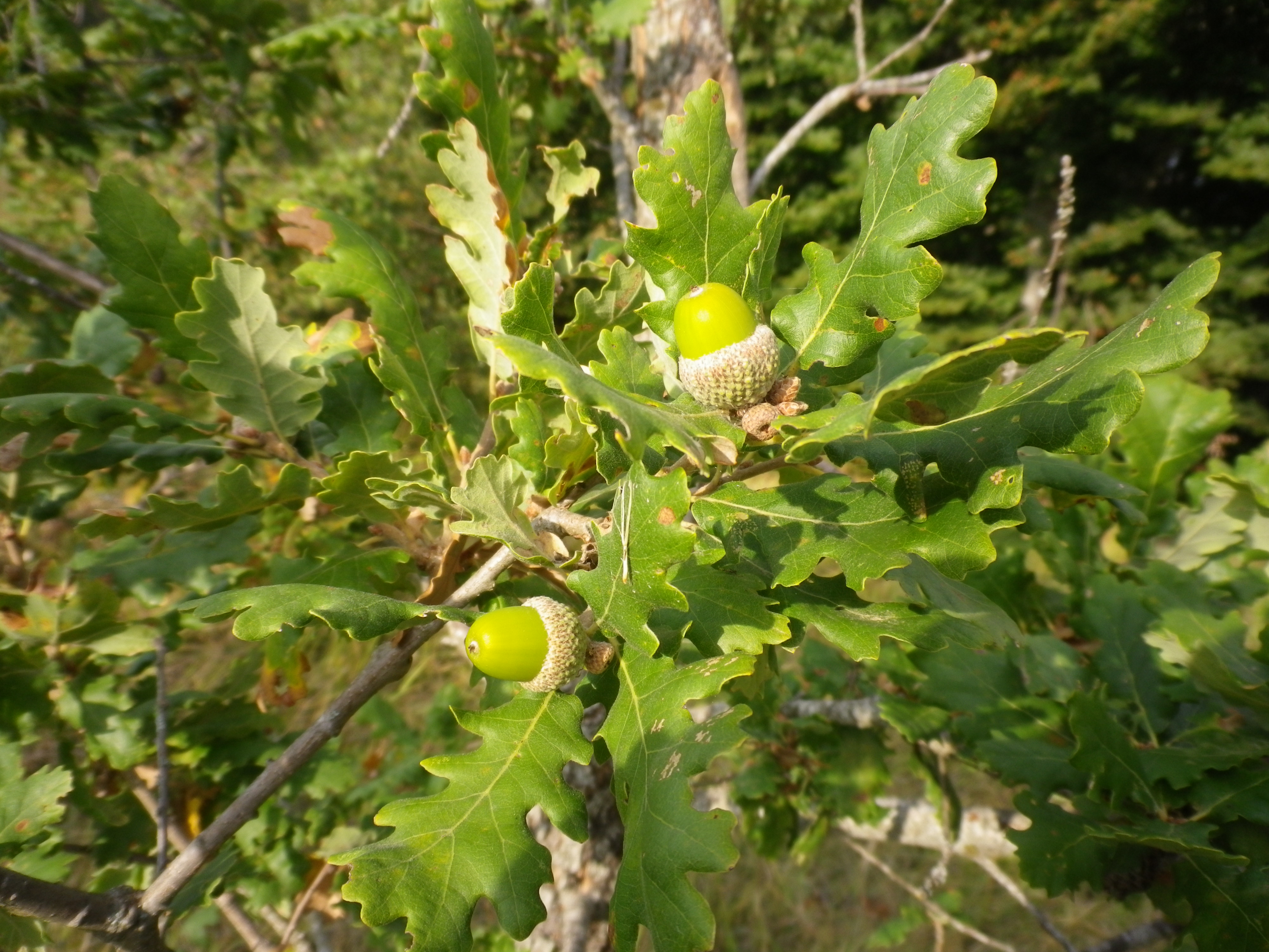 Quercuspubescensfoglieeghiande