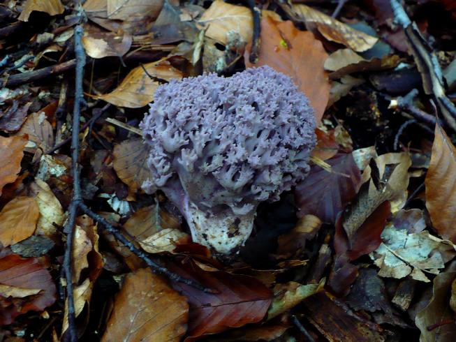 Ramaria_fennica