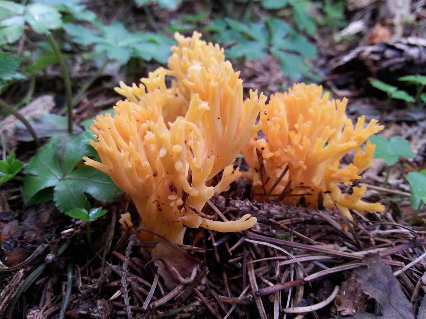 Ramaria flavescens