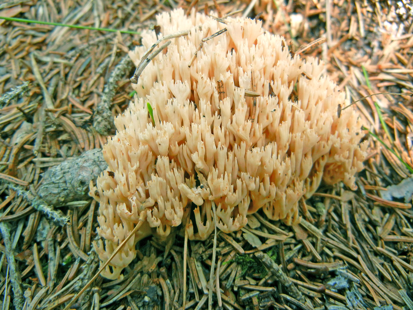 Ramaria pallida