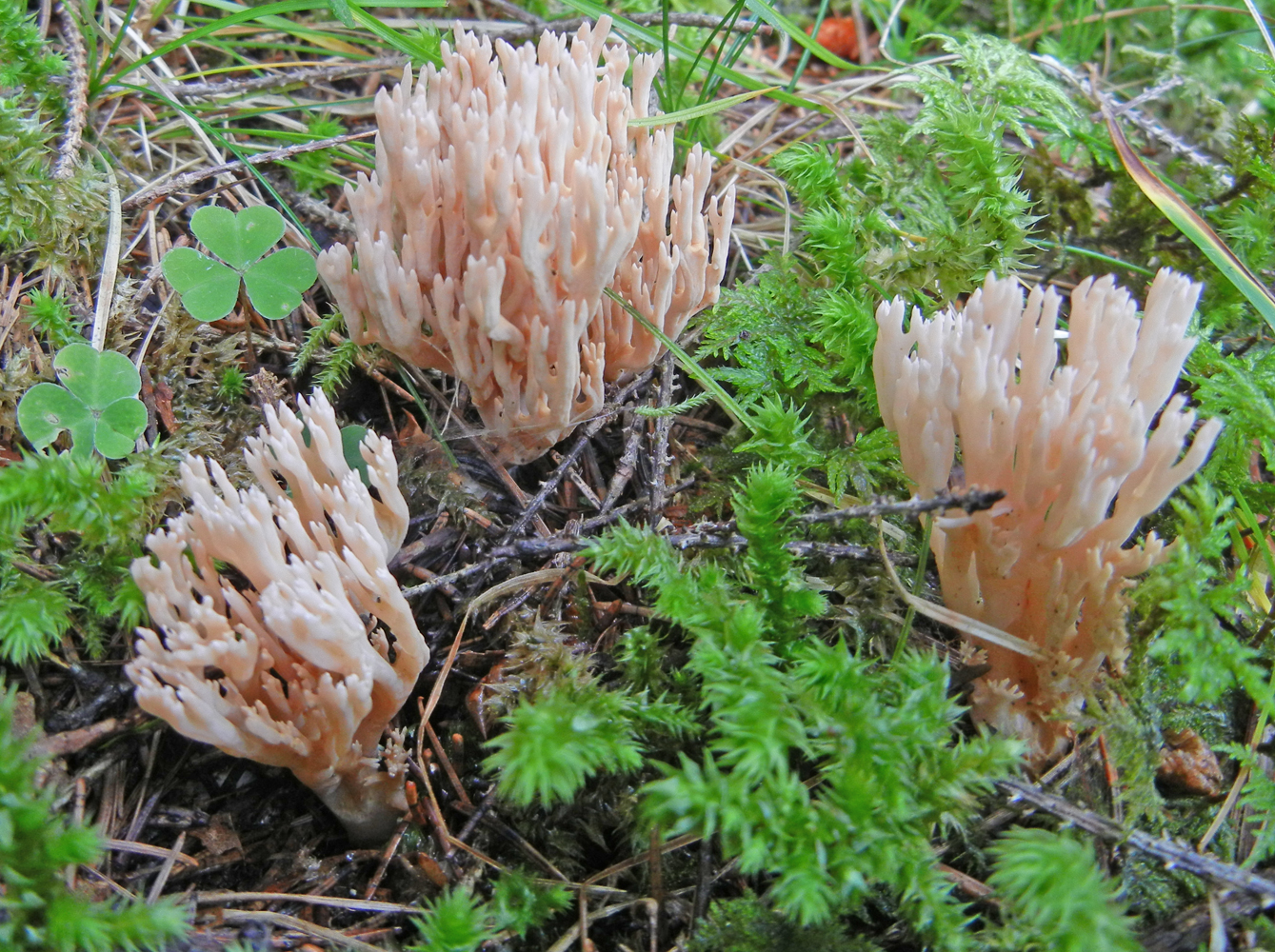 Ramaria suecica