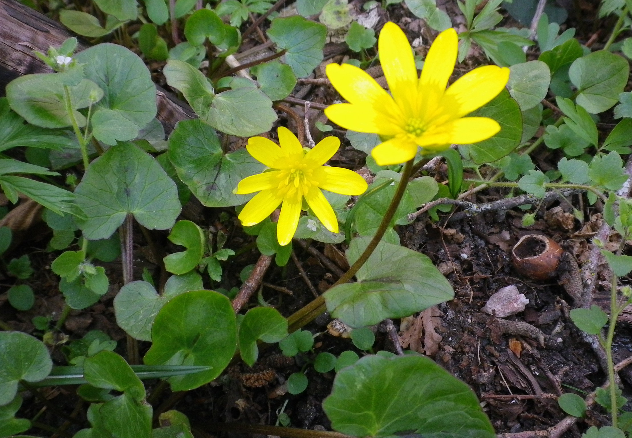Ranunculusficaria