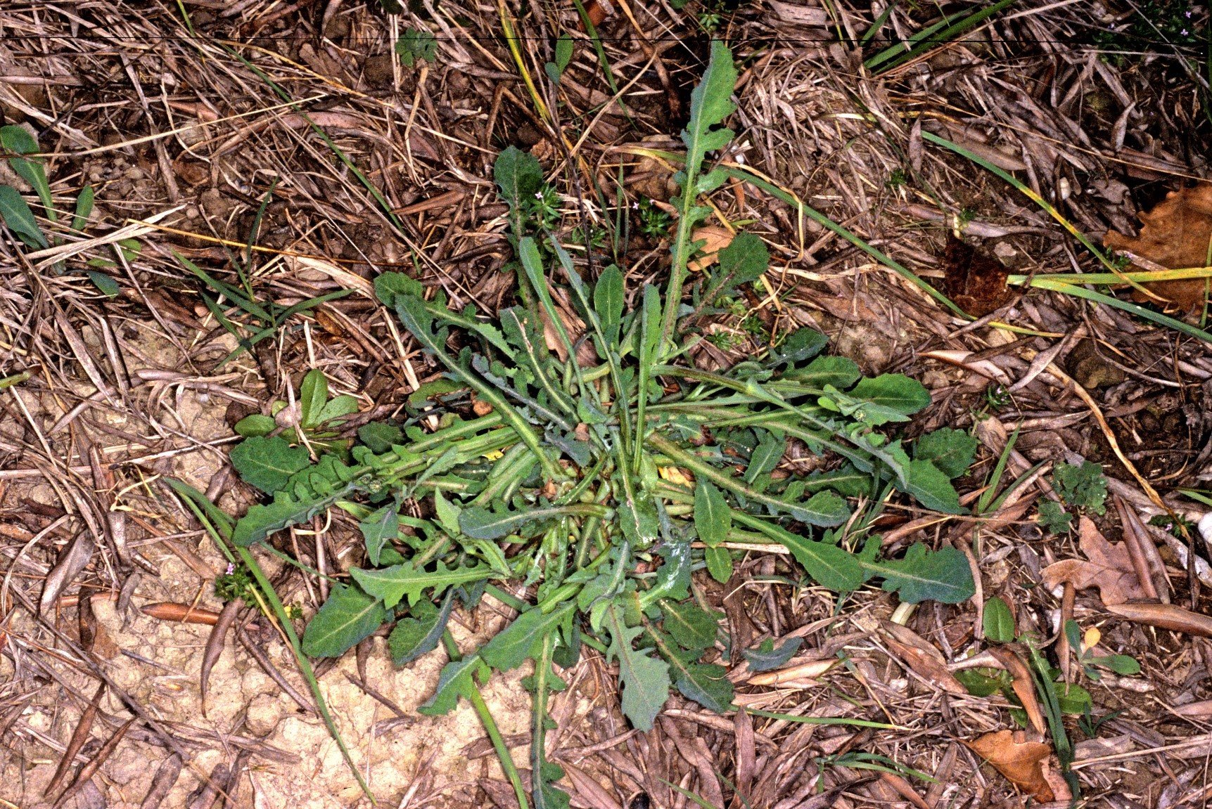Reichardia picroides JPG
