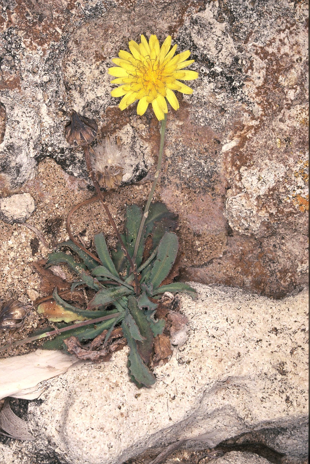 Reichardia picroides fiore e semiJPG