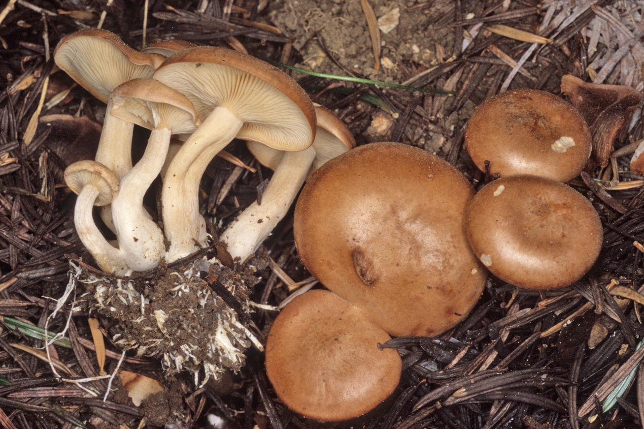 Rhizocybe vermicularis