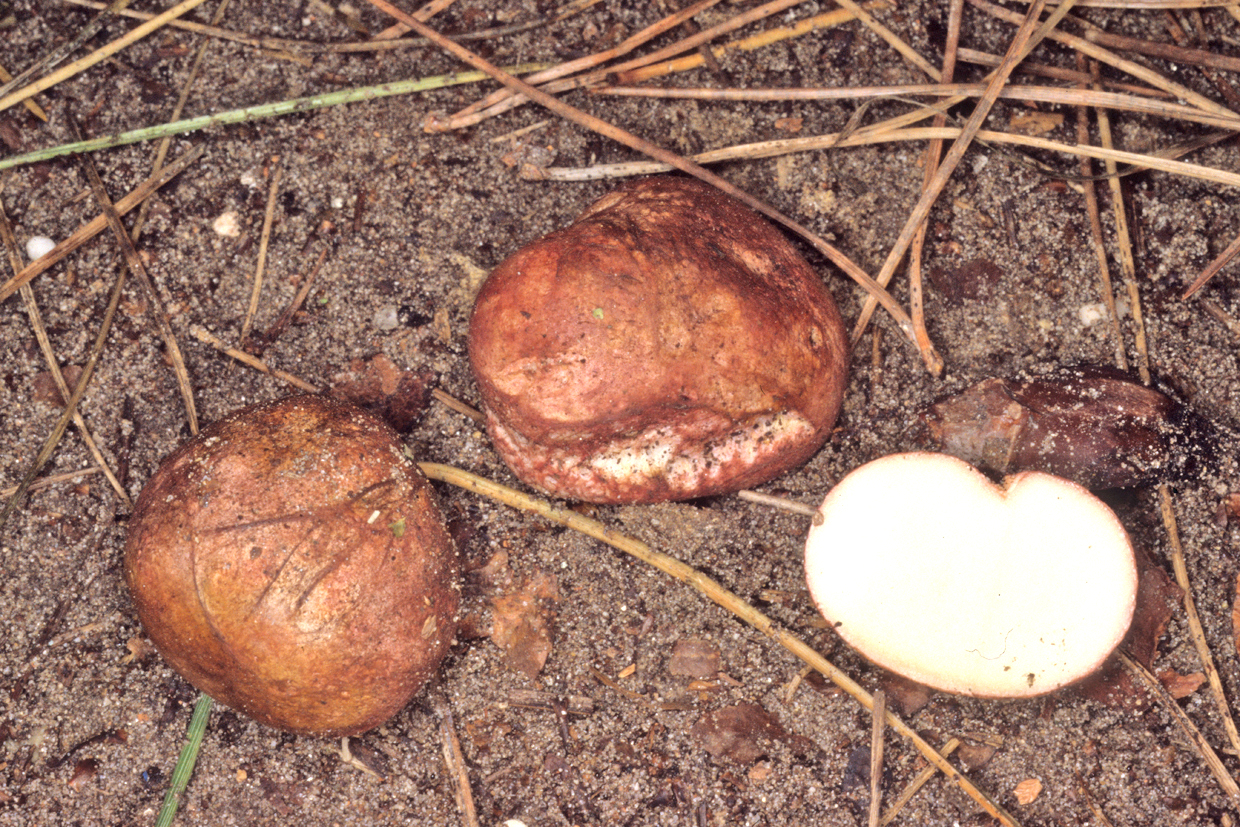 Rhizopogon roseolus