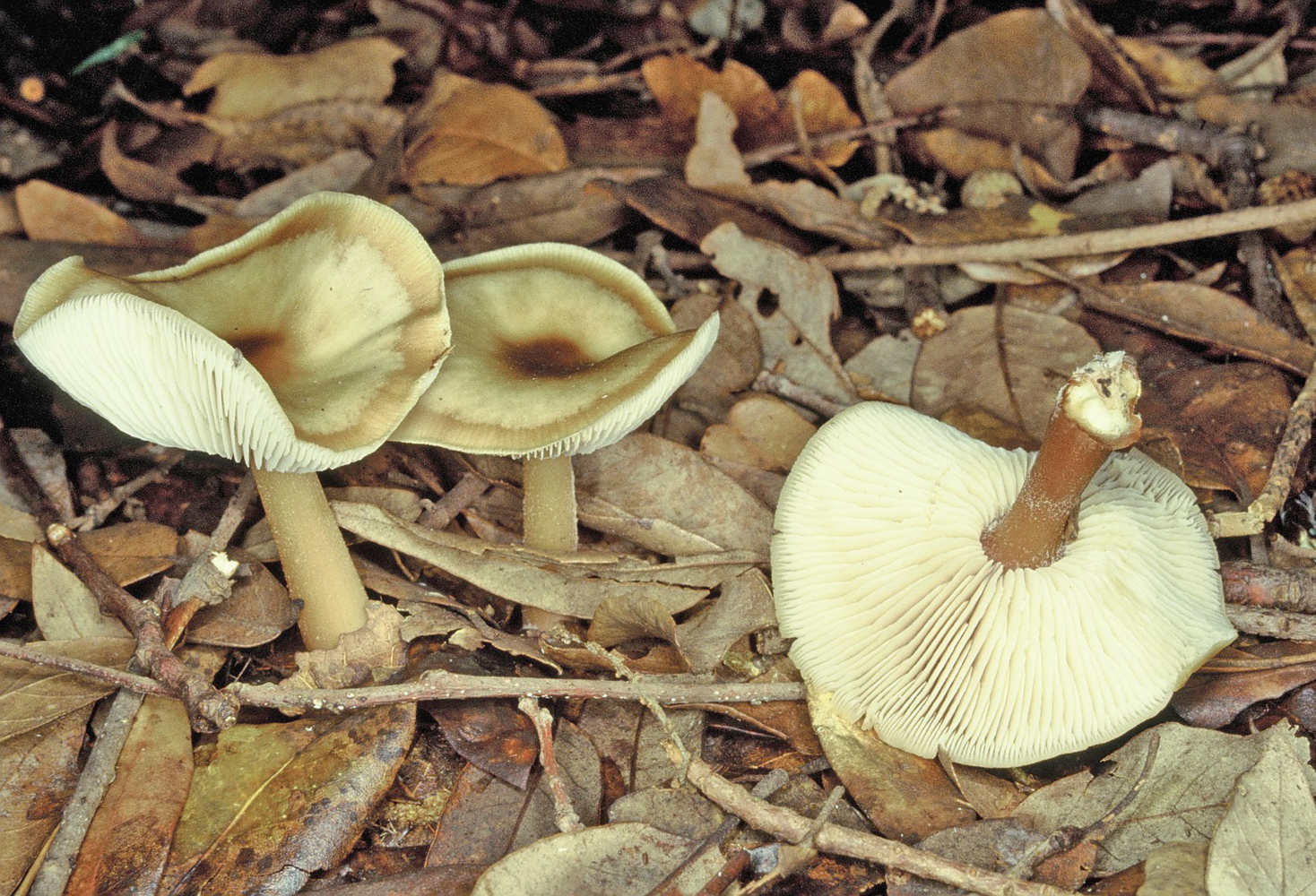 Rhodocollybia butyracea var asema