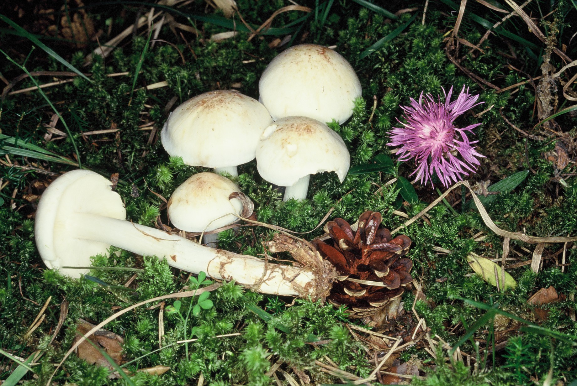 Rhodocollybia maculata1