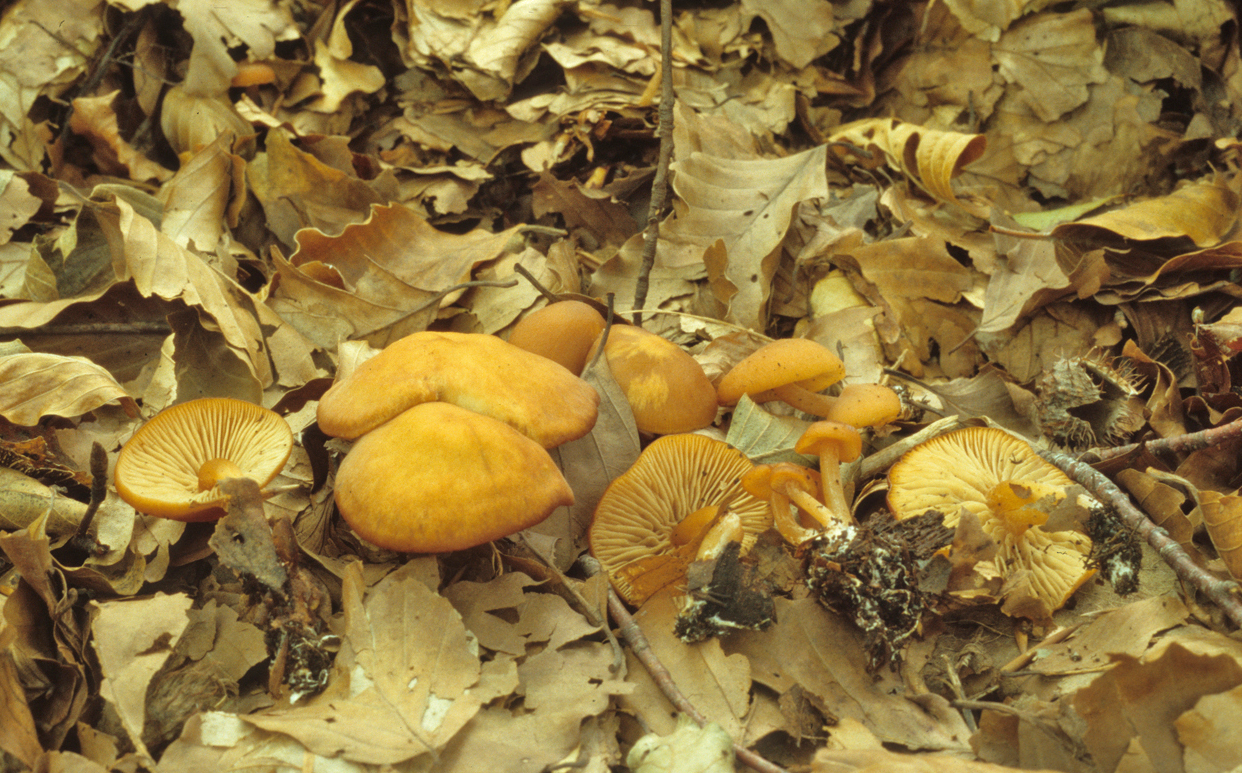 Rhodophana nitellina