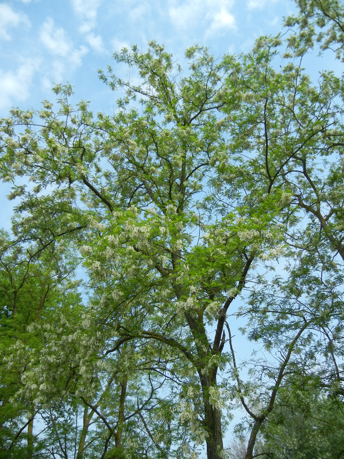 Robinia pseudocacia1