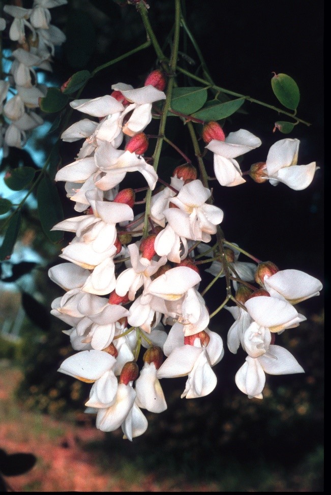 Robinia pseudocaciafiori