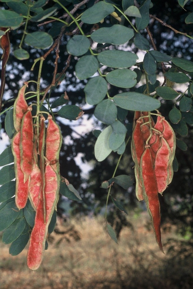 Robinia pseudocaciafrutti