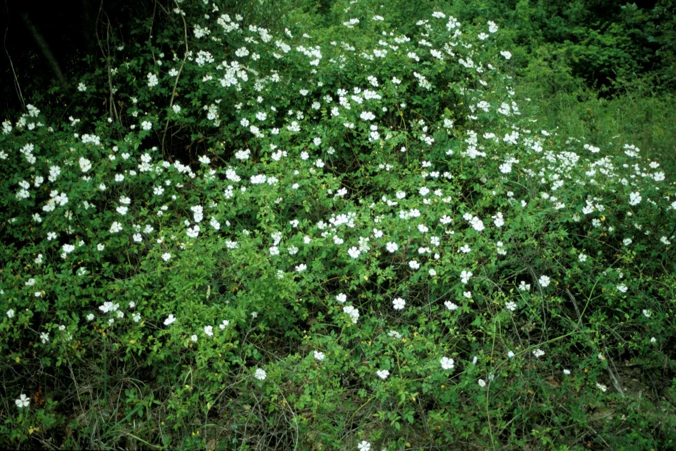 Rosa sempervirens
